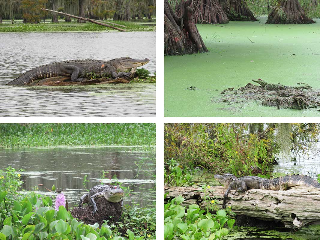 Alligators in Louisiana
