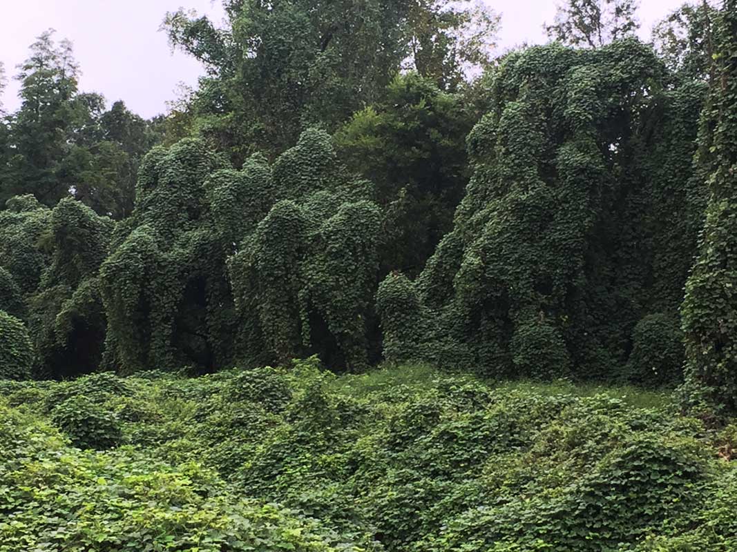 Kudzu
