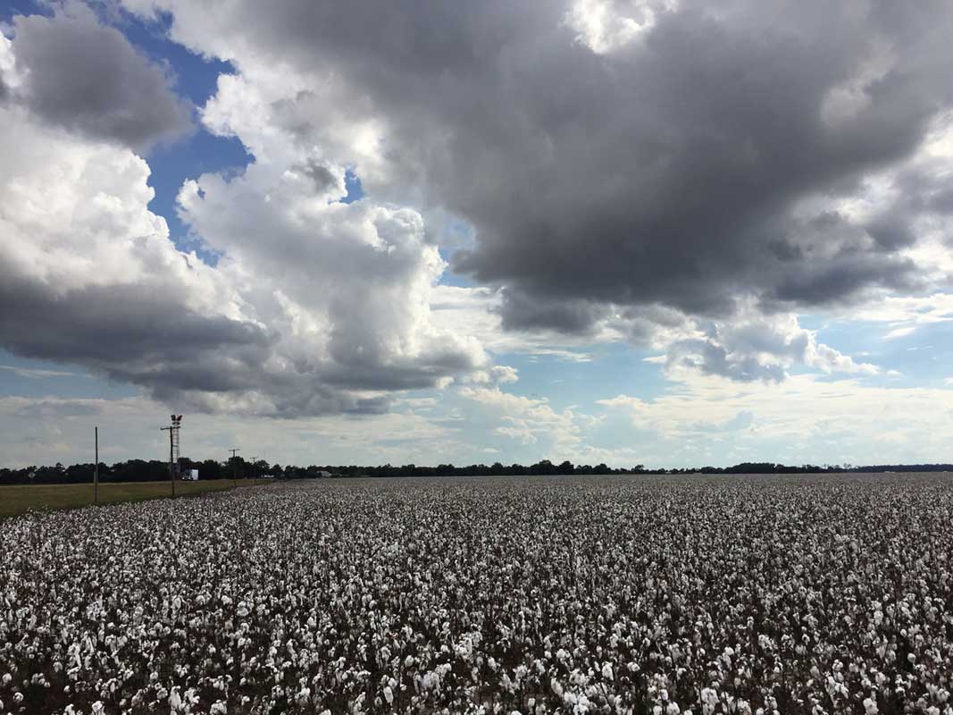 Cotton Field and storm
