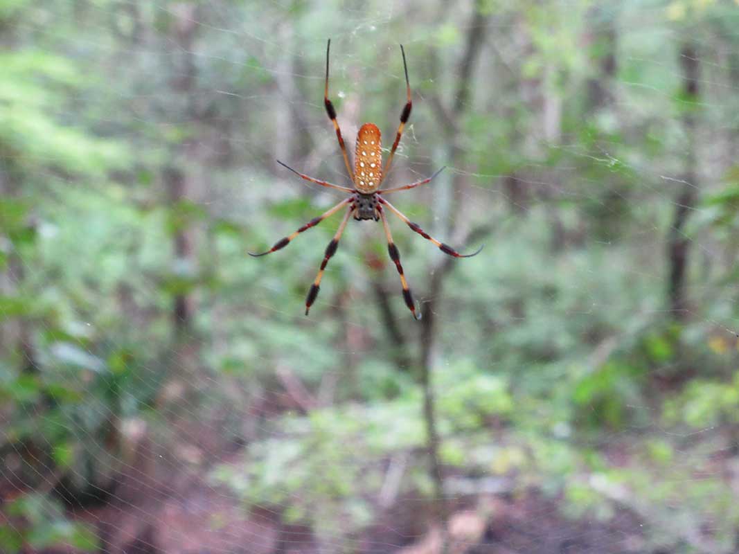 Golden Silk Orbweaver spider