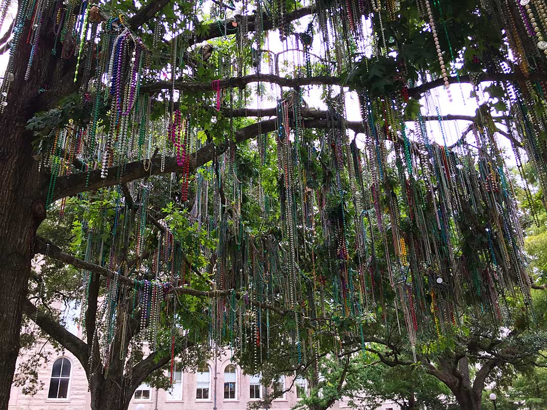 Tree with beads in New Orleans