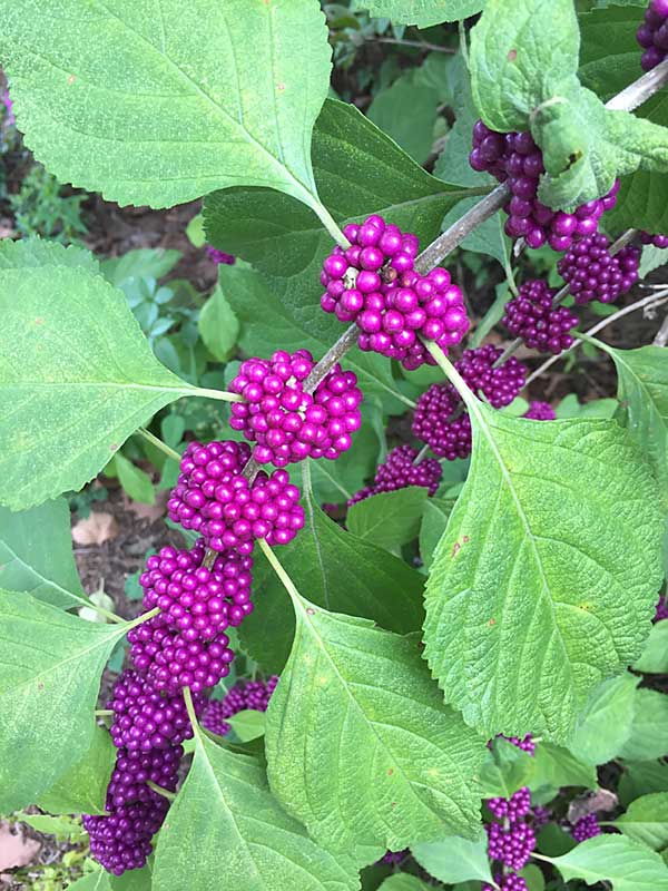 Beautyberry