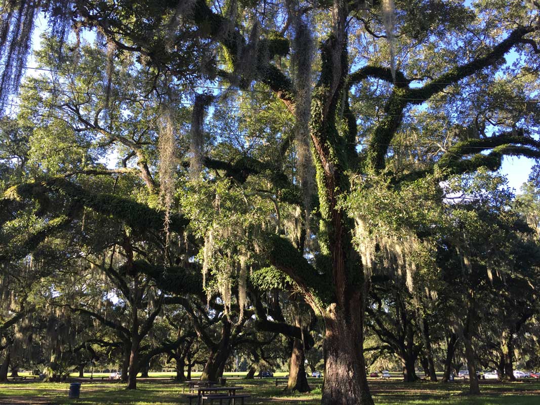 City Park in New Orleans