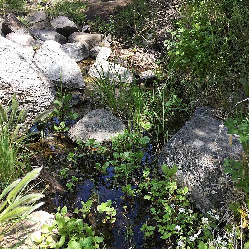 Desert water and Poison Oak