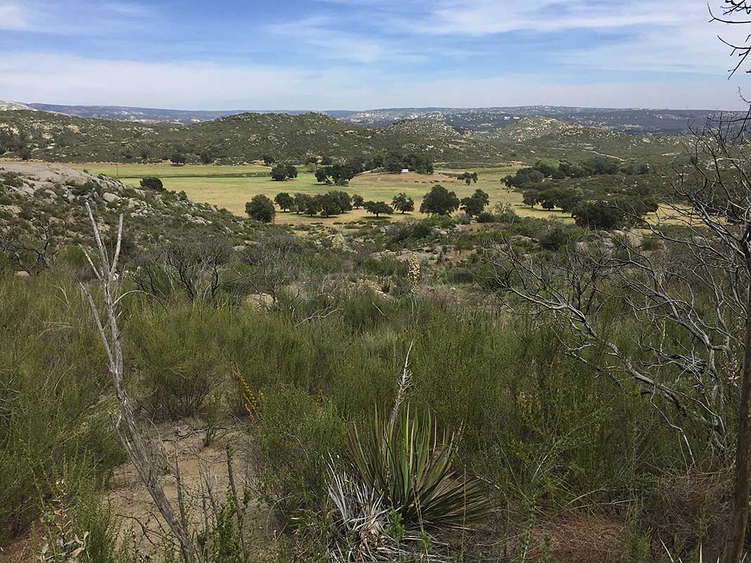 Green Desert