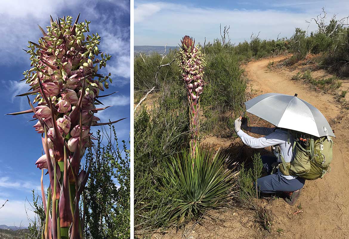 Behind the Scenes - Yucca Flower Photograph