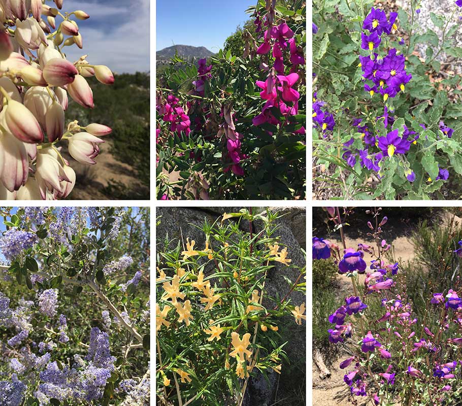 Wildflower Bloom