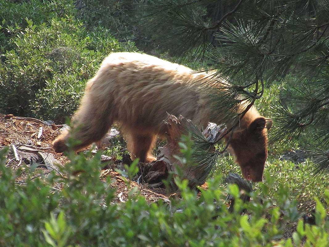 Blonde color black bear near Warner Valley