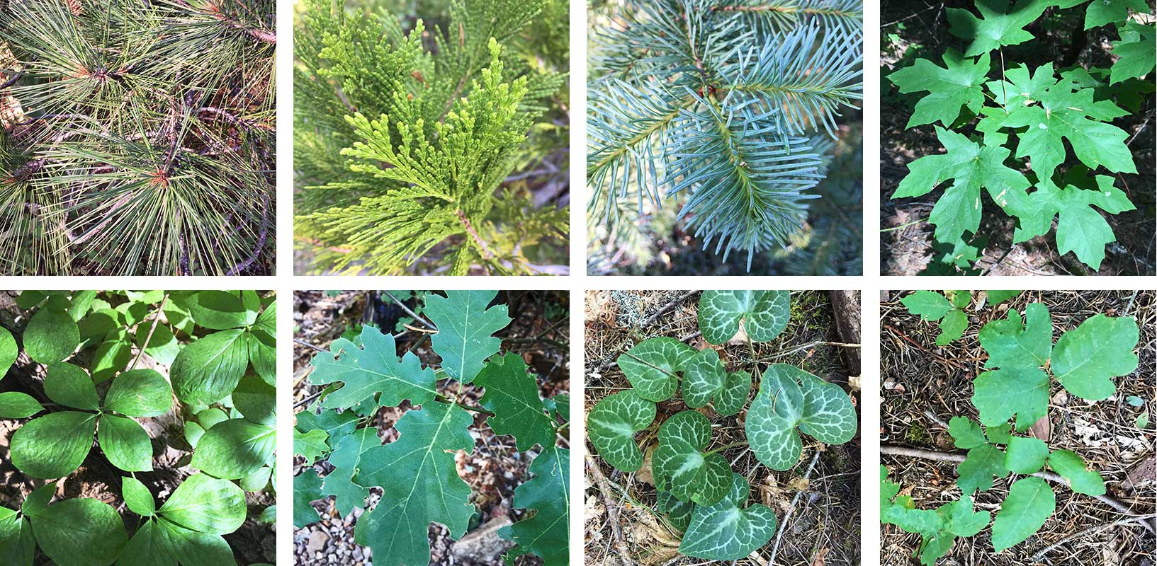 Portraits of trees at different elevations