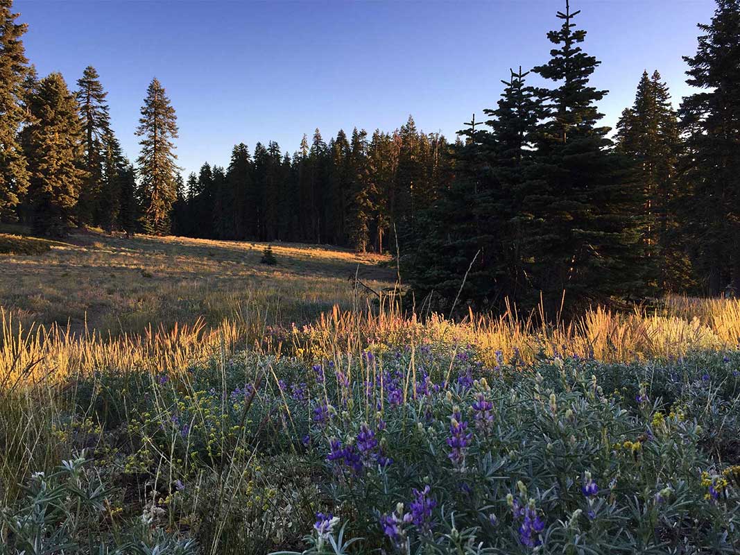 Dawn in Meadow