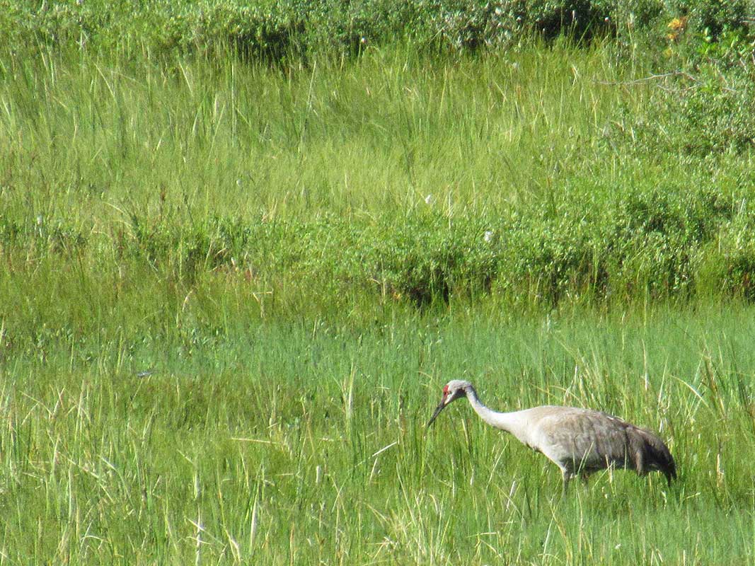 Sand Hill Crane