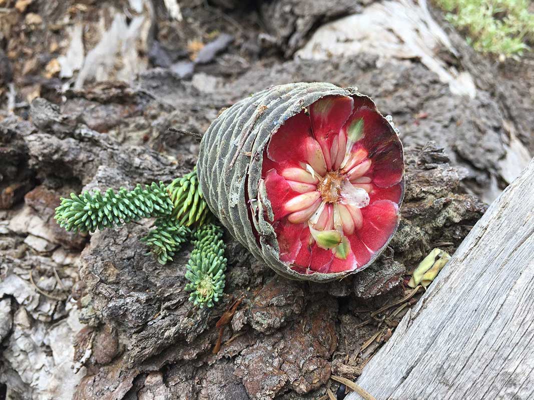 Fir cone