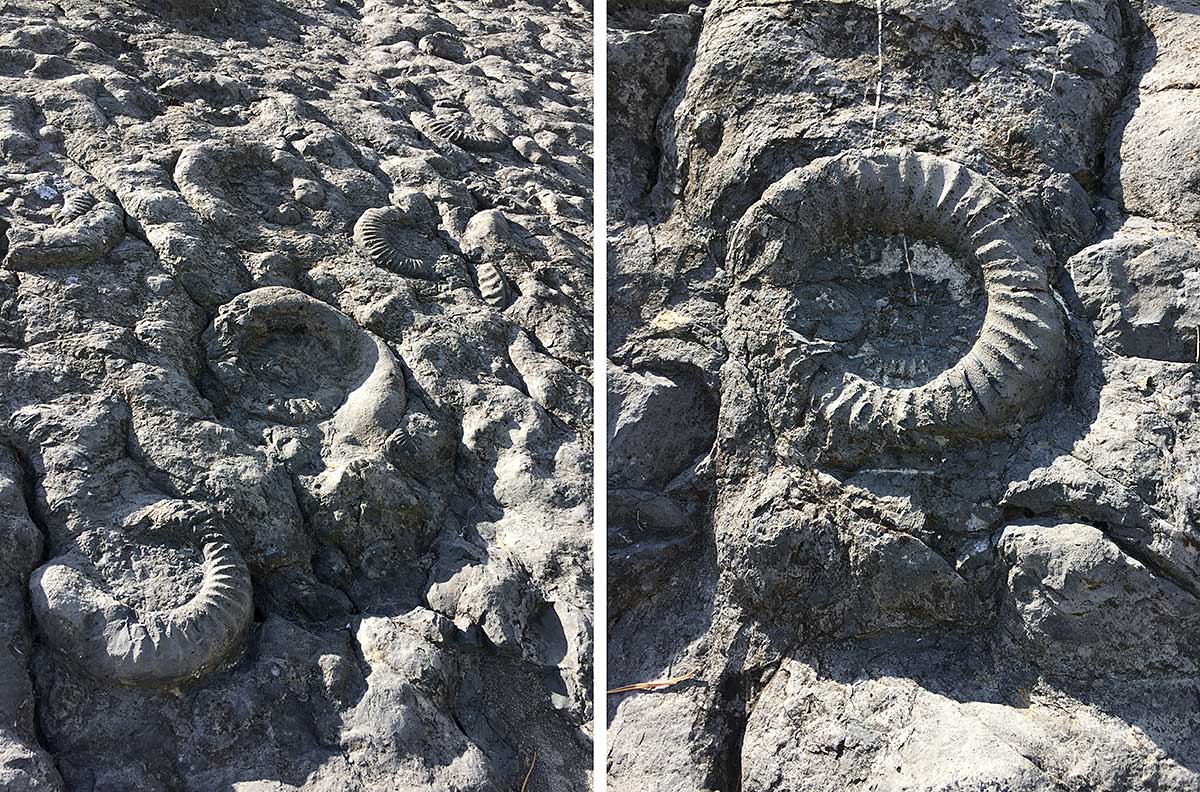 Ammonite Fossils