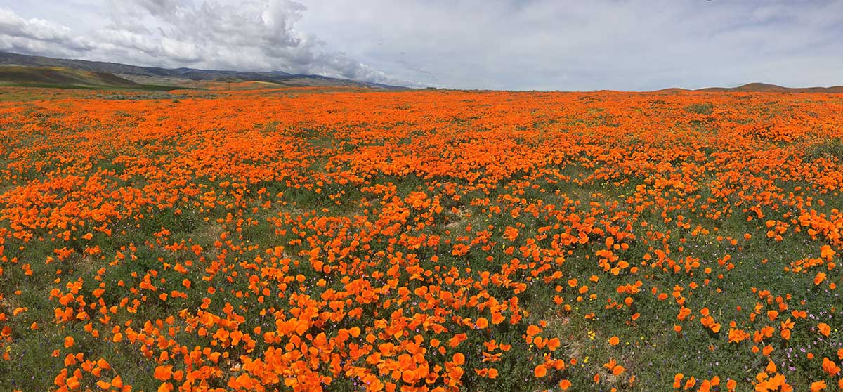 Antelope Valley