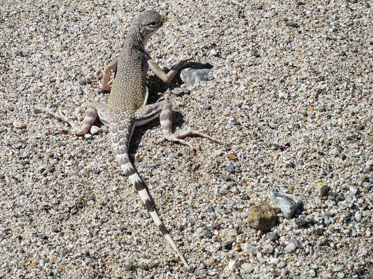 Lizard in Joshua Tree