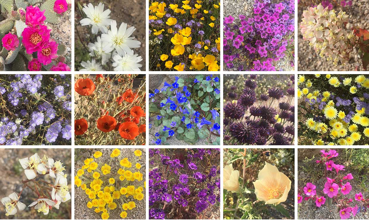 Sampling of Wildflowers