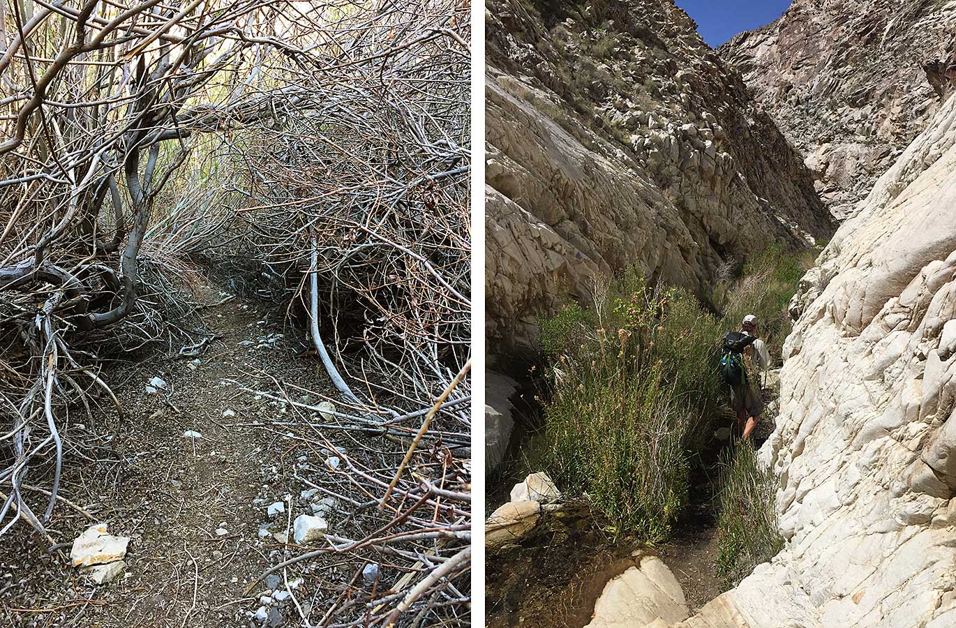 Bushwhacking through desert canyon