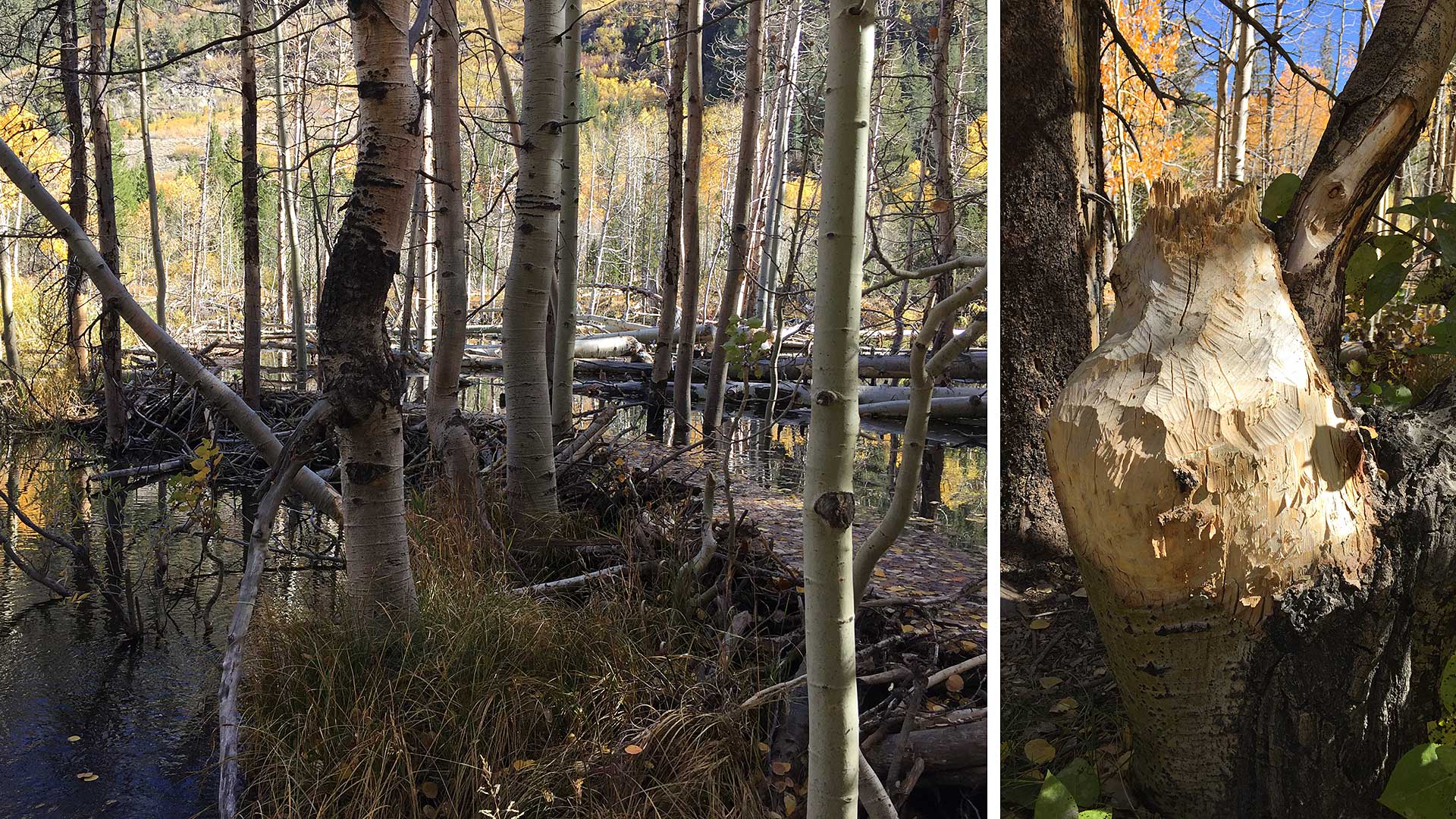 Beaver Dam on Green Creek