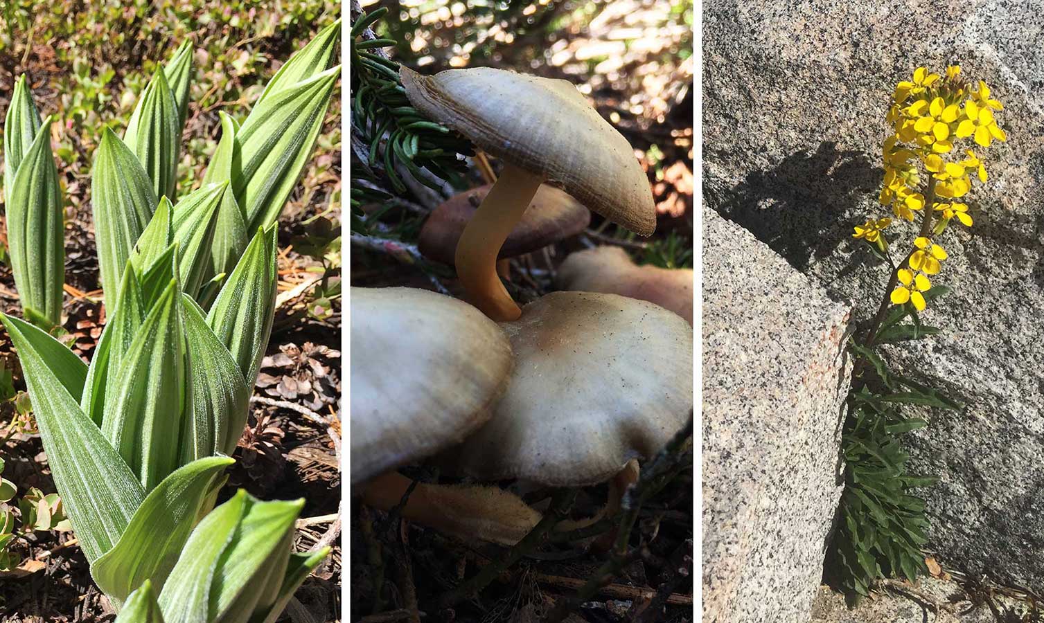 Photos of new spring growth