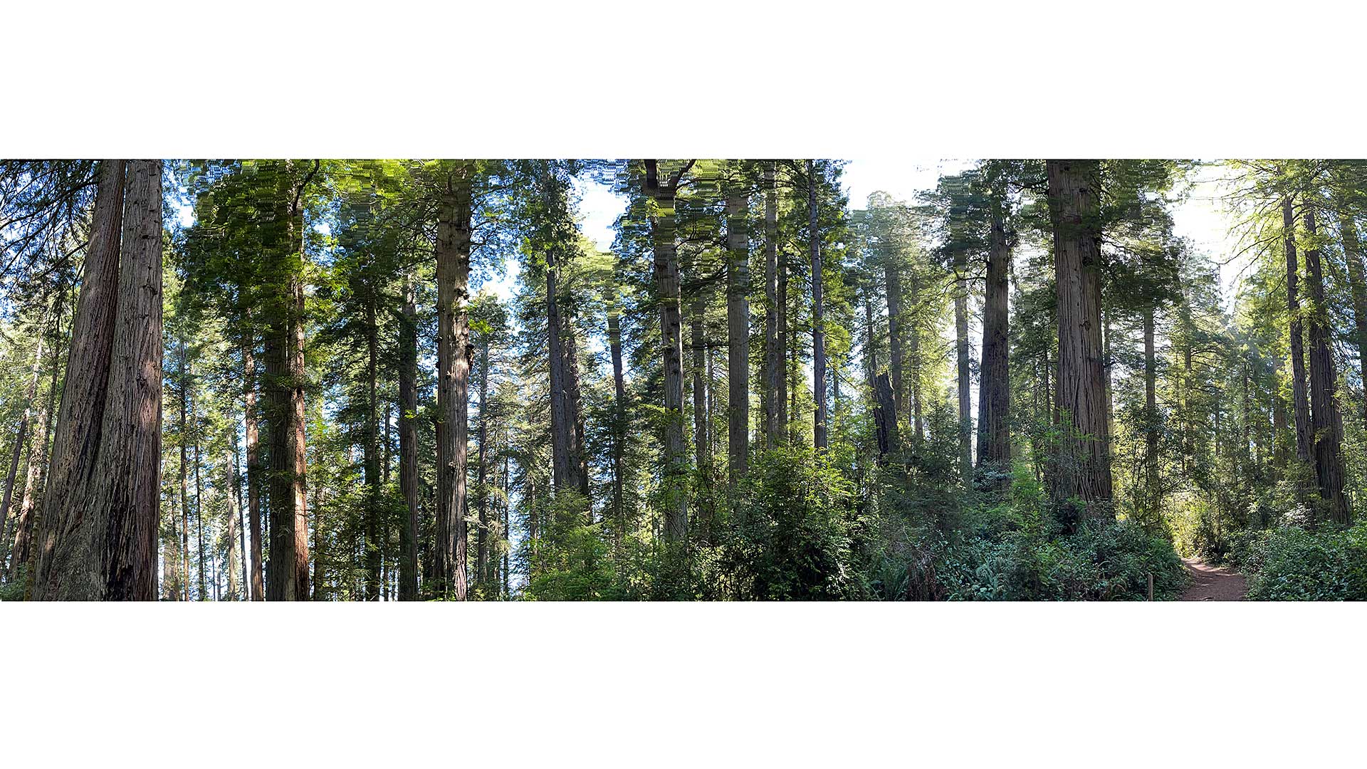 Panorama of Ancient Redwood Forest