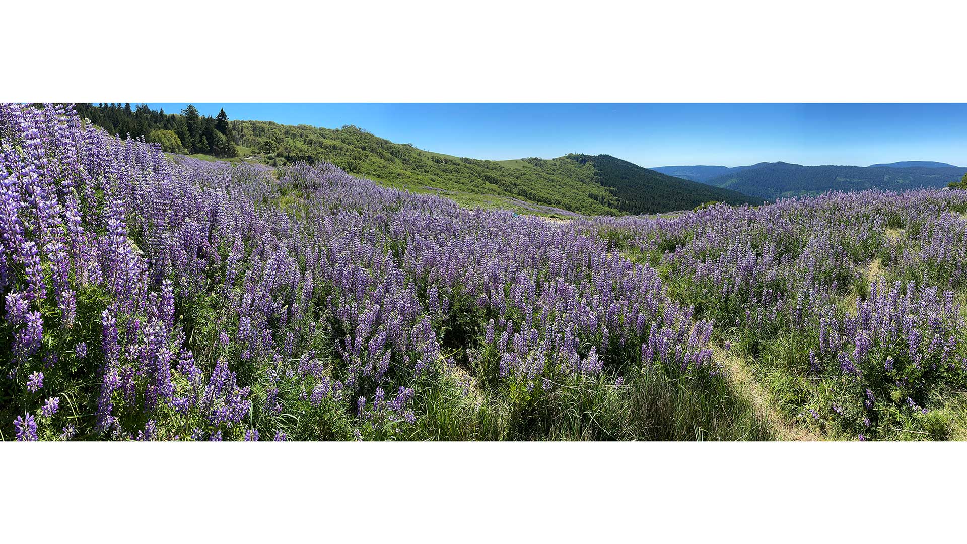 Lupine super bloom along Bald Hills Road in Prairie Creek Redwoods