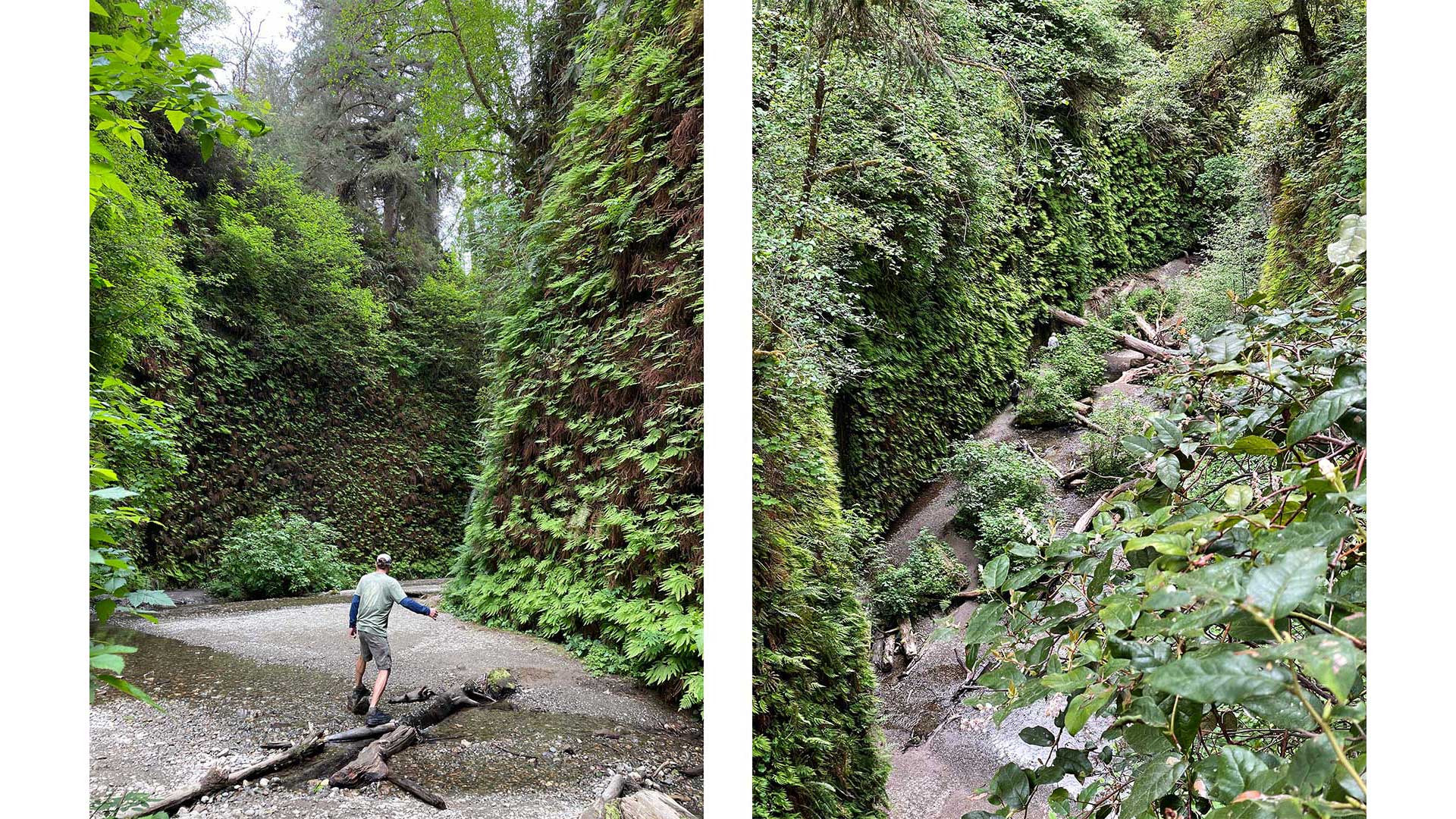 Fern Canyon