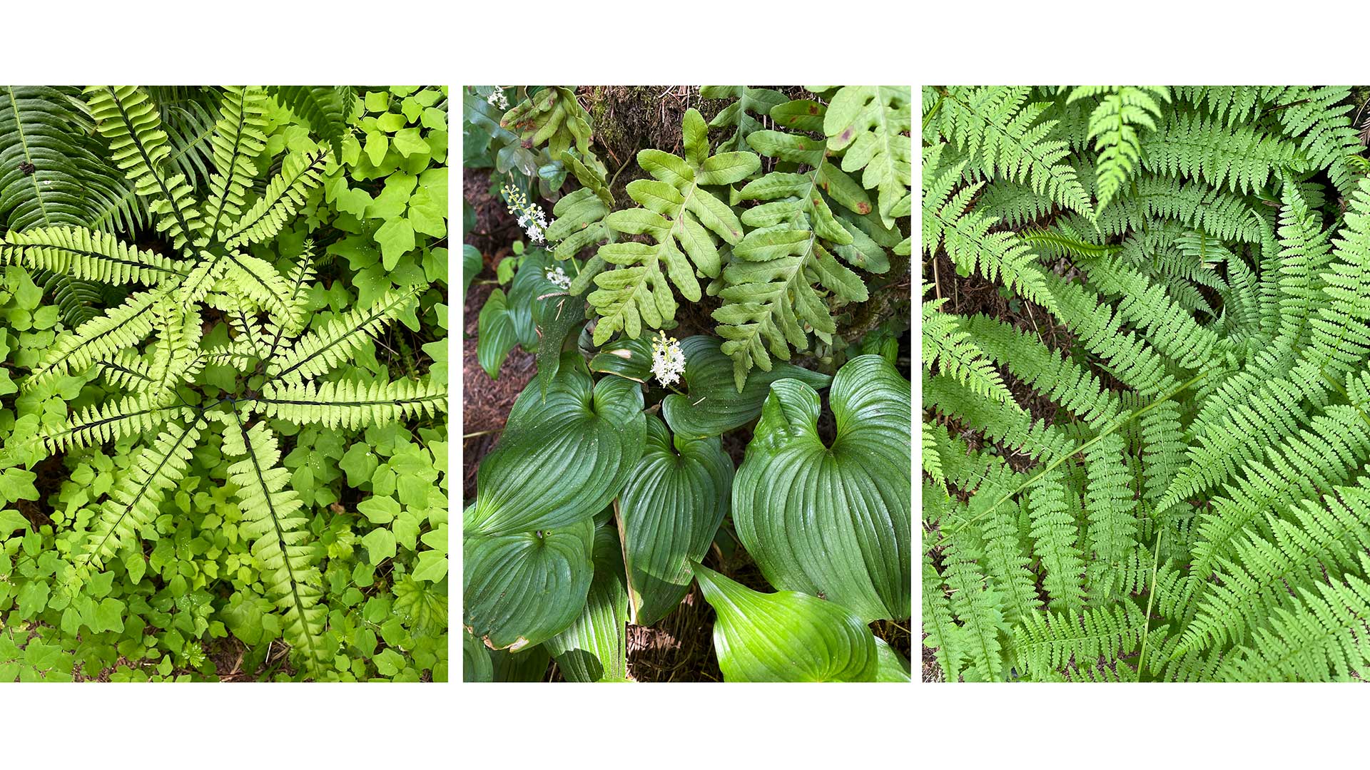 Fern Patterns