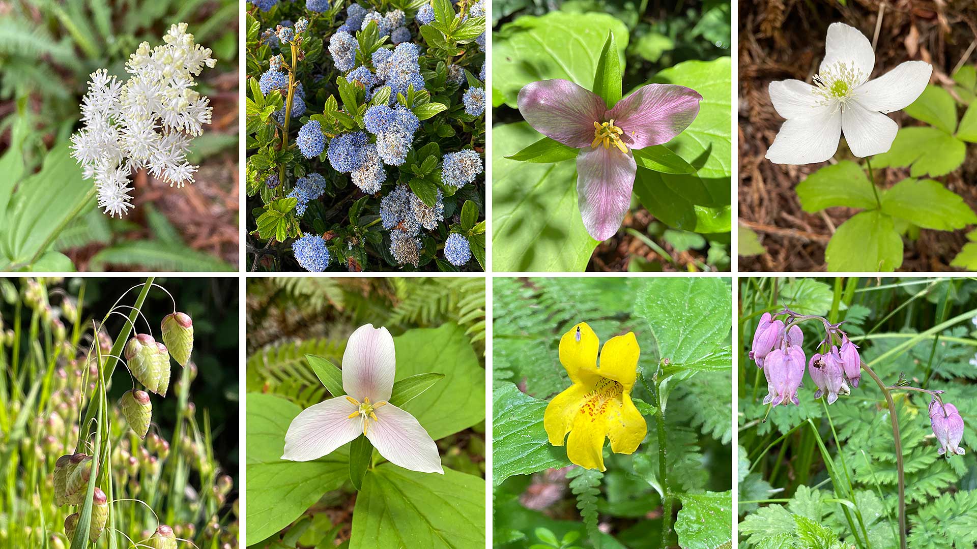 Redwood forest wildflowers