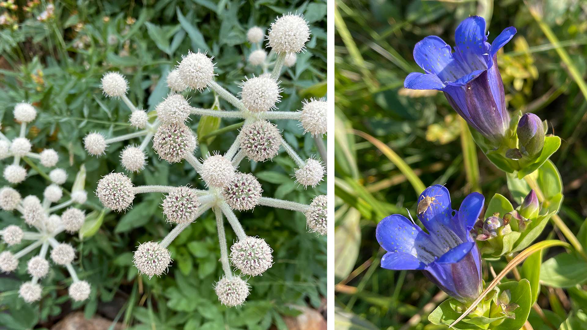 late season Sierra wildflowers