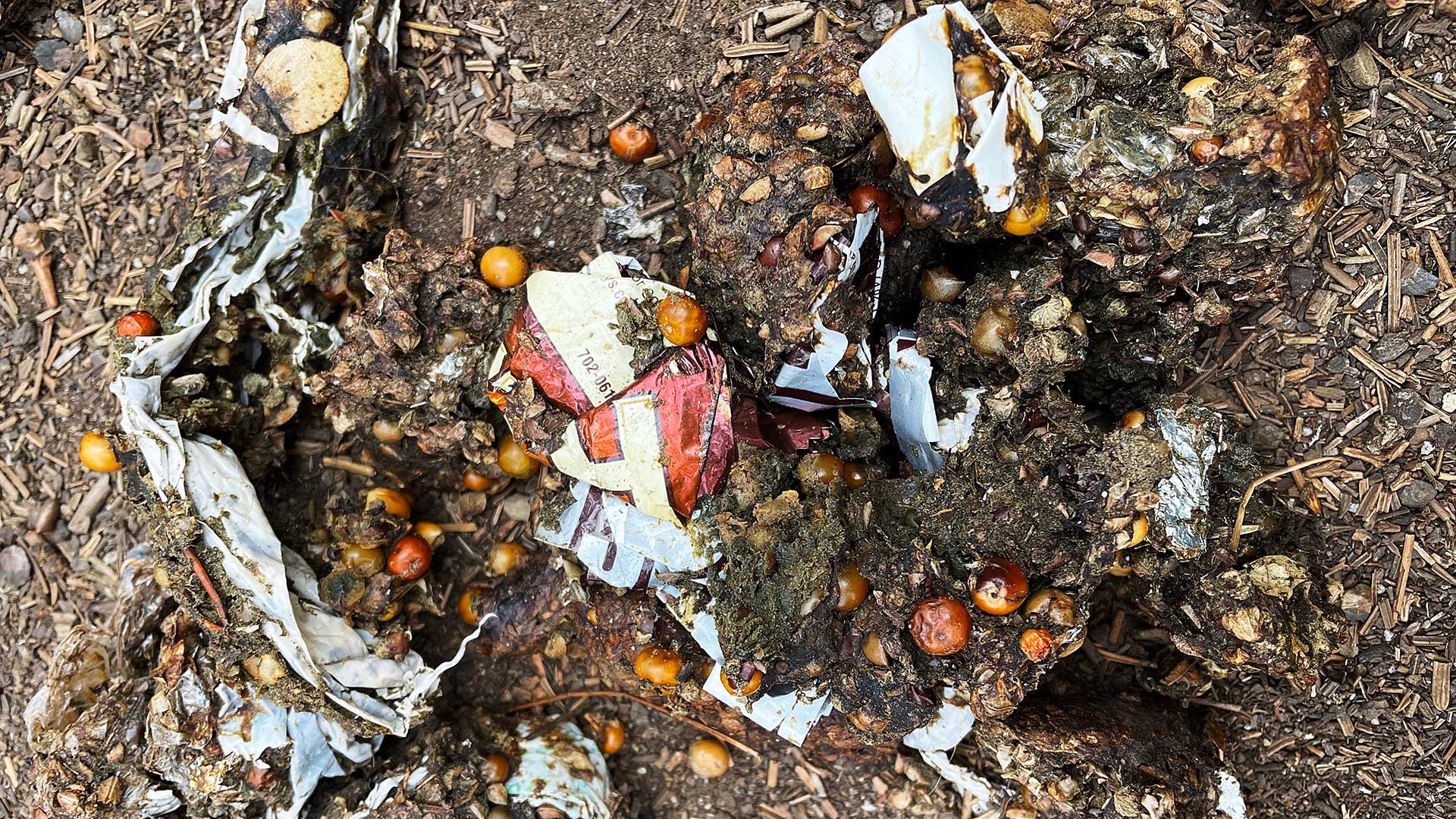 Bear scat with candy wrappers