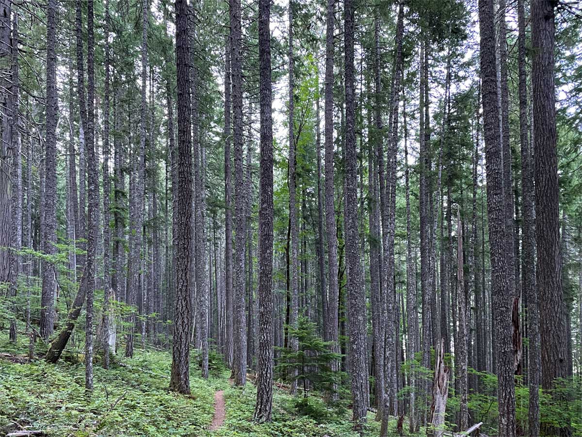 Old growth lodgepole forest