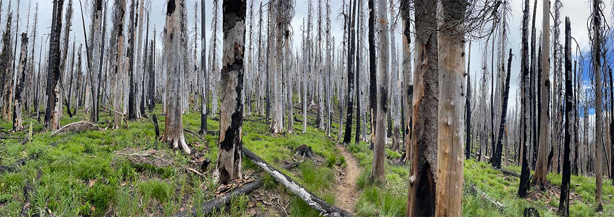 Large burn zone near Mt. Rainier