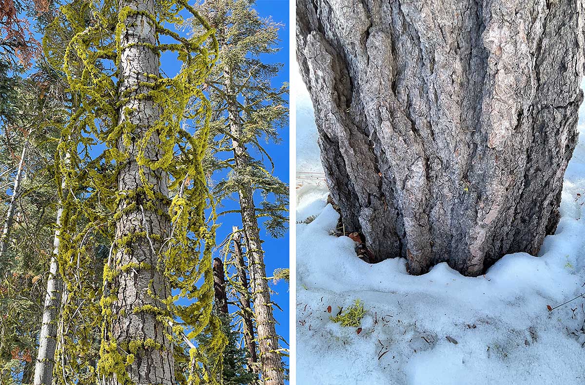 Moss and tree trunk patterns