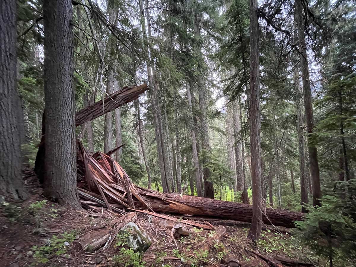 Fallen tree with sculptural splinters