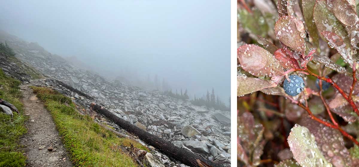 Cloudy rainy day and huckleberry with raindrops