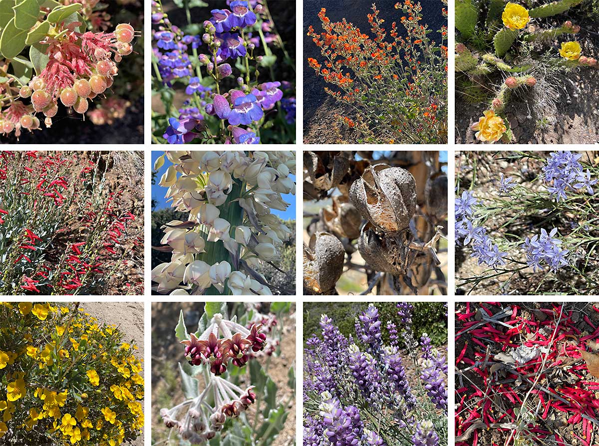 Wildflowers near Mt. San Jacinto