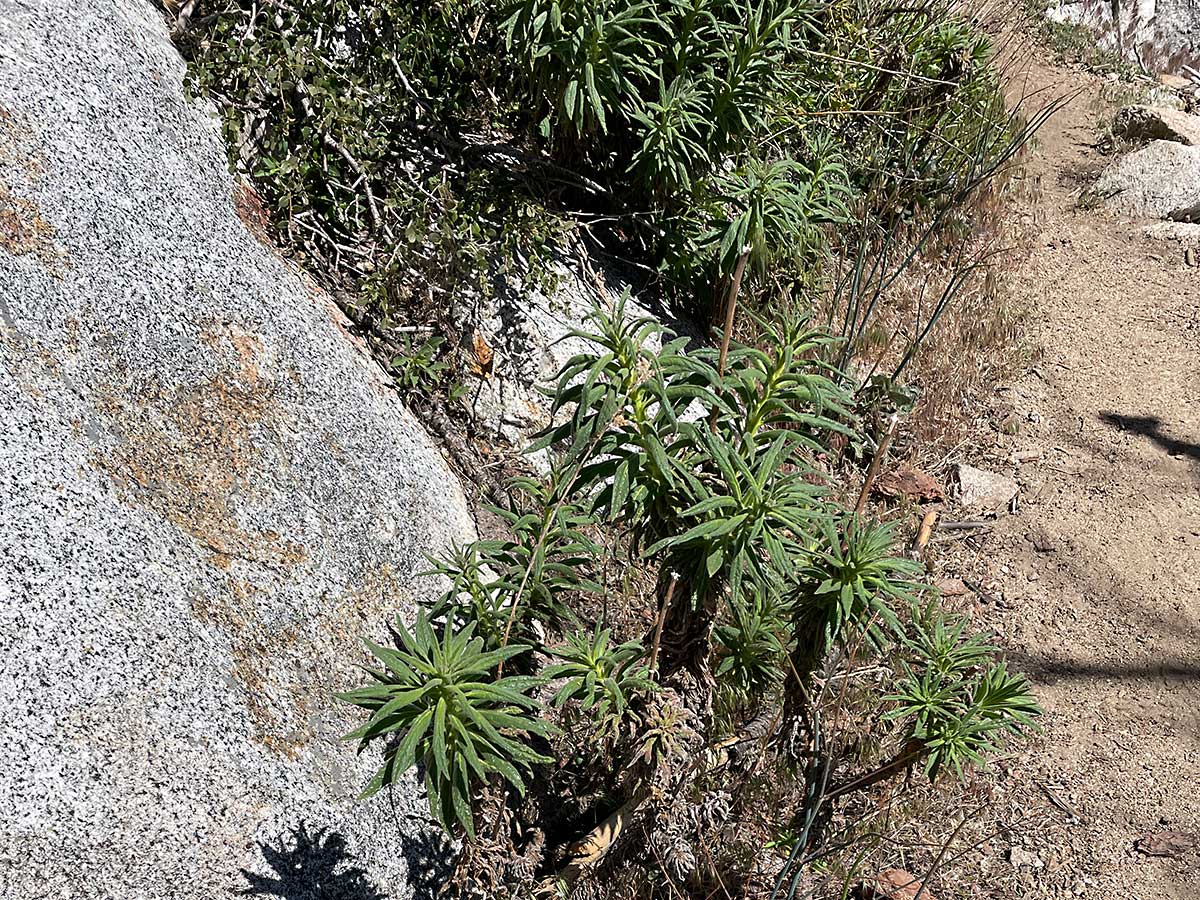 Poodle Dog Bush along the trail