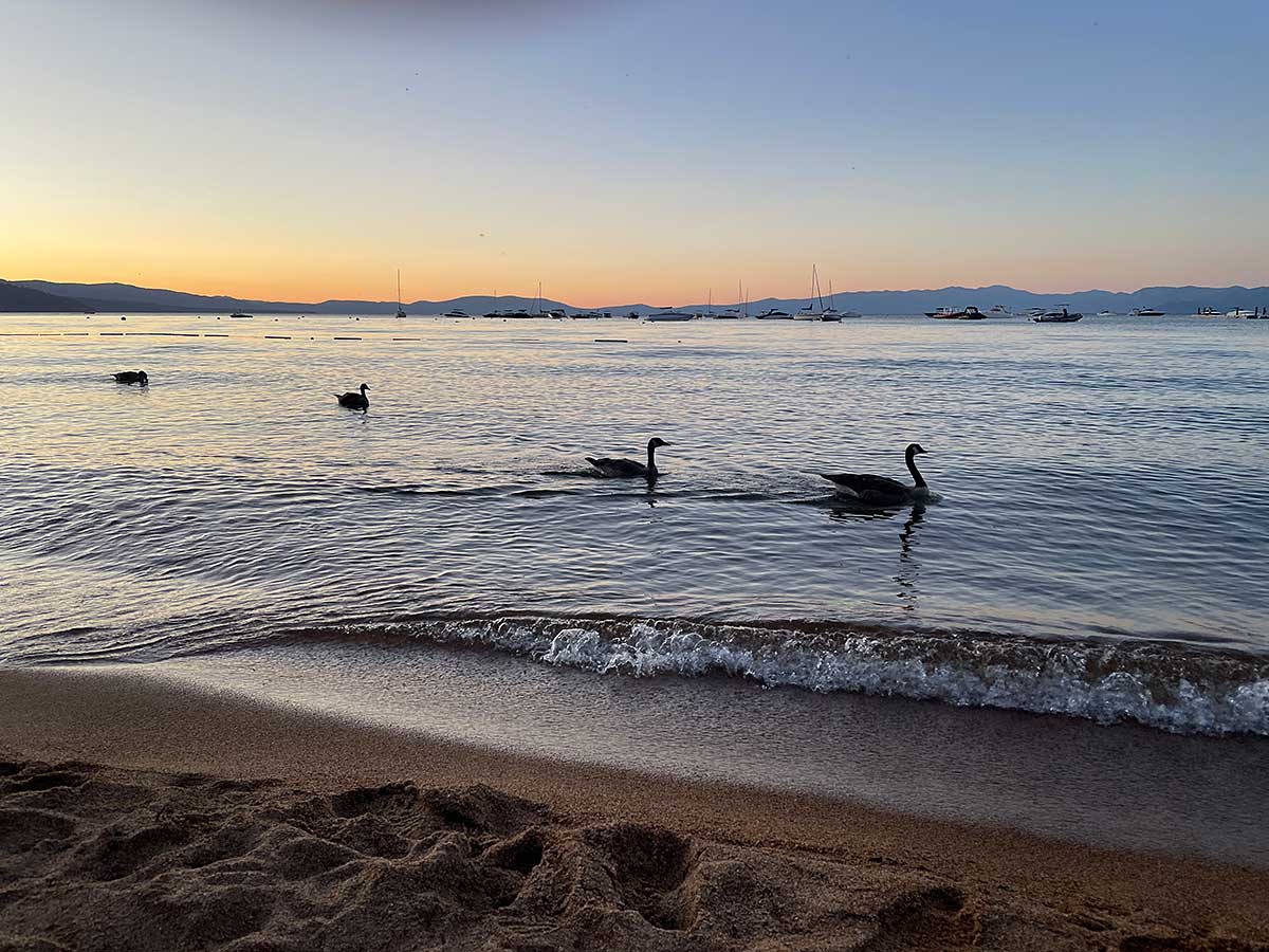 Sunset on Lake Tahoe with geese swimming