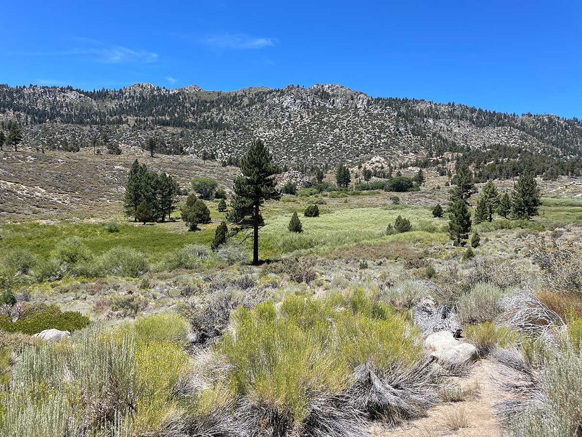 Desert scrub transitioning to meadows