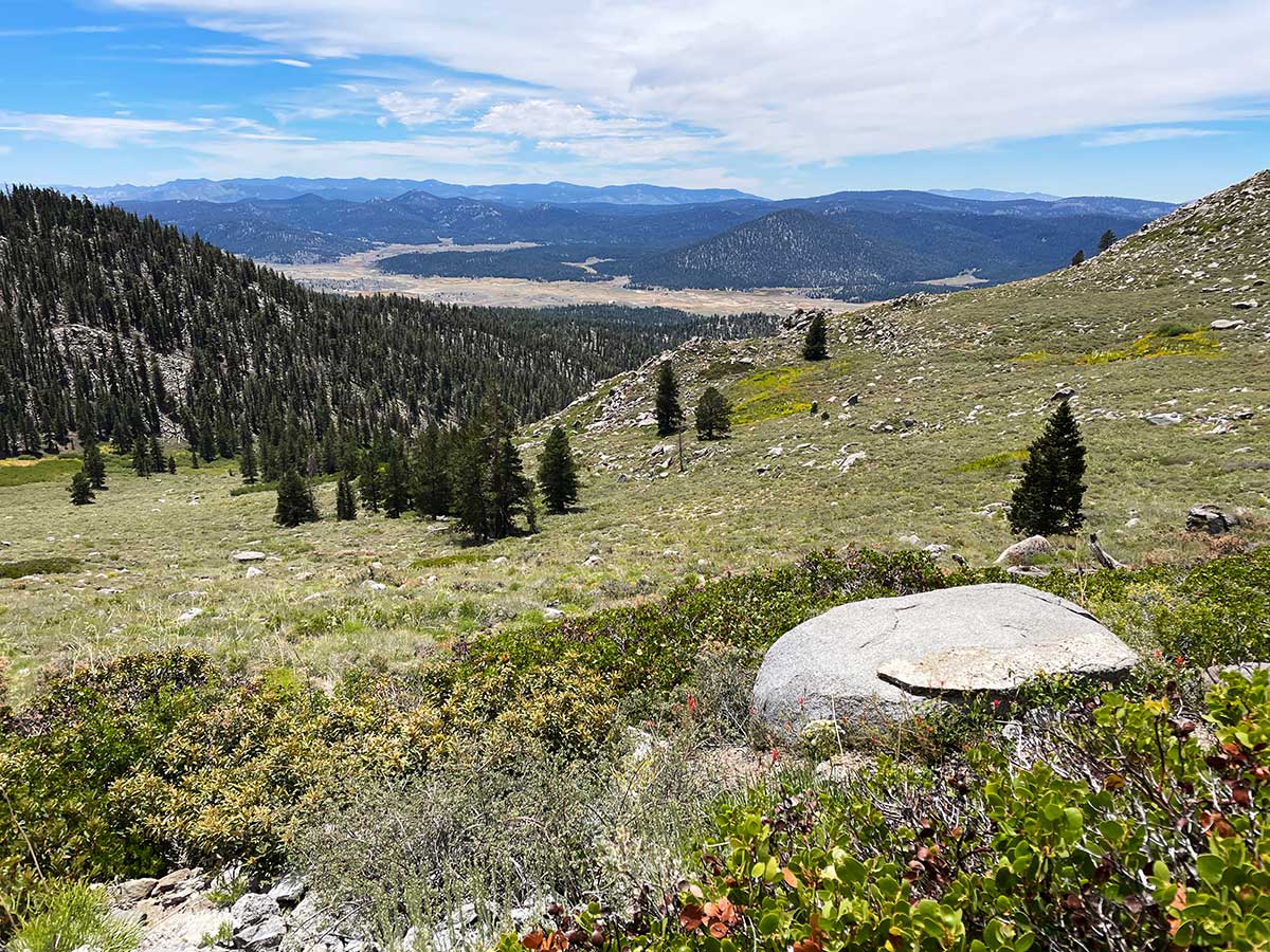 Meadows become forest with larger mountains in the background