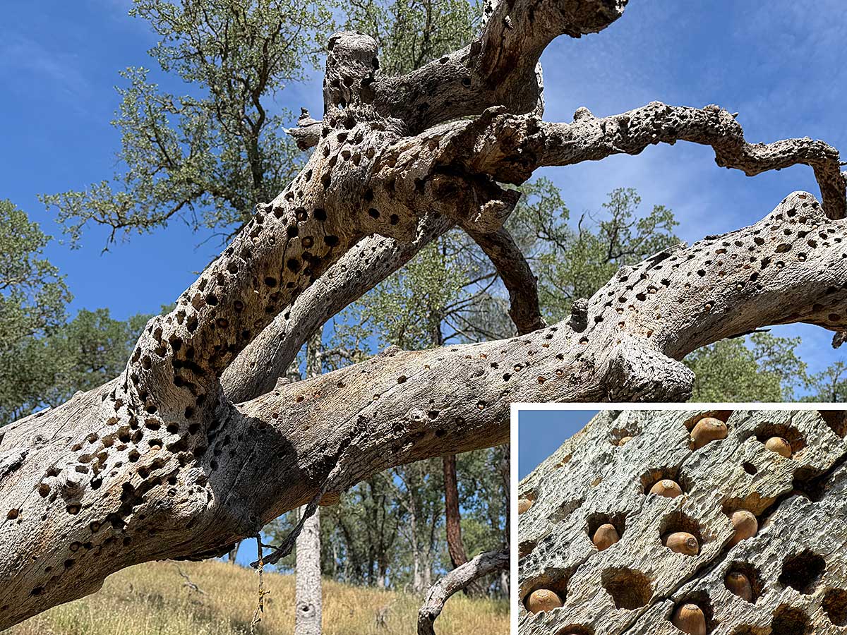 Dead tree with hundreds of stashed acorns