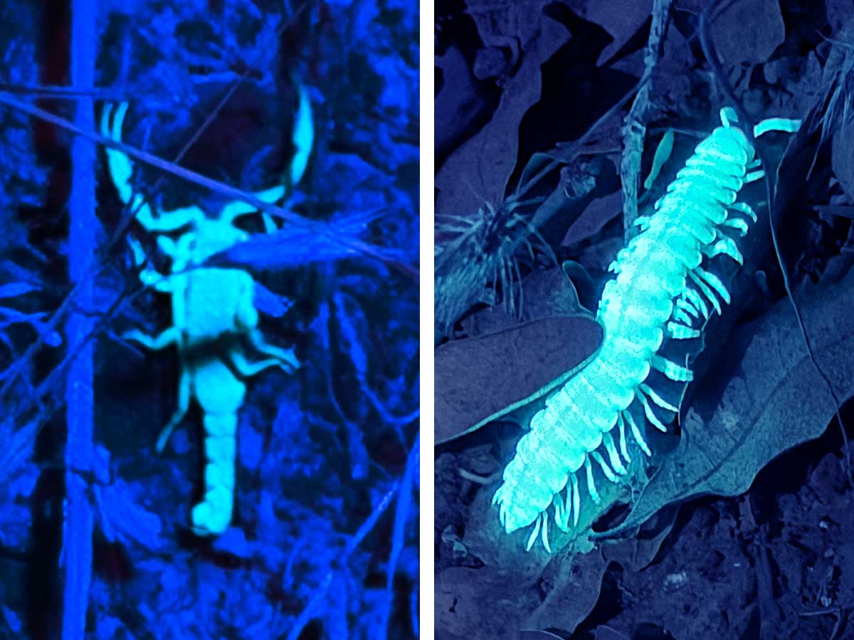 Scorpion and millipede glowing under UV-light