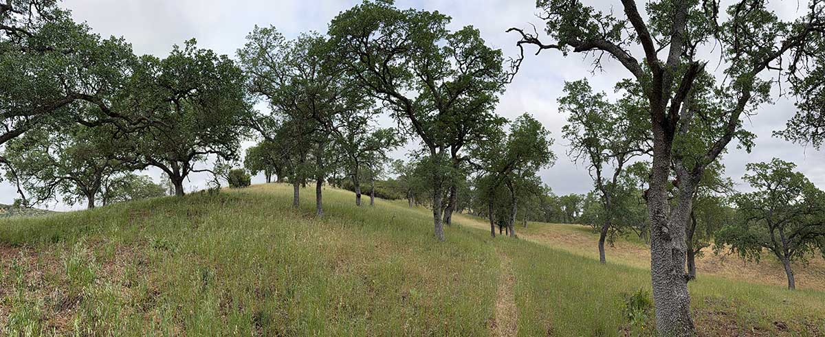 Blue Oak Forest