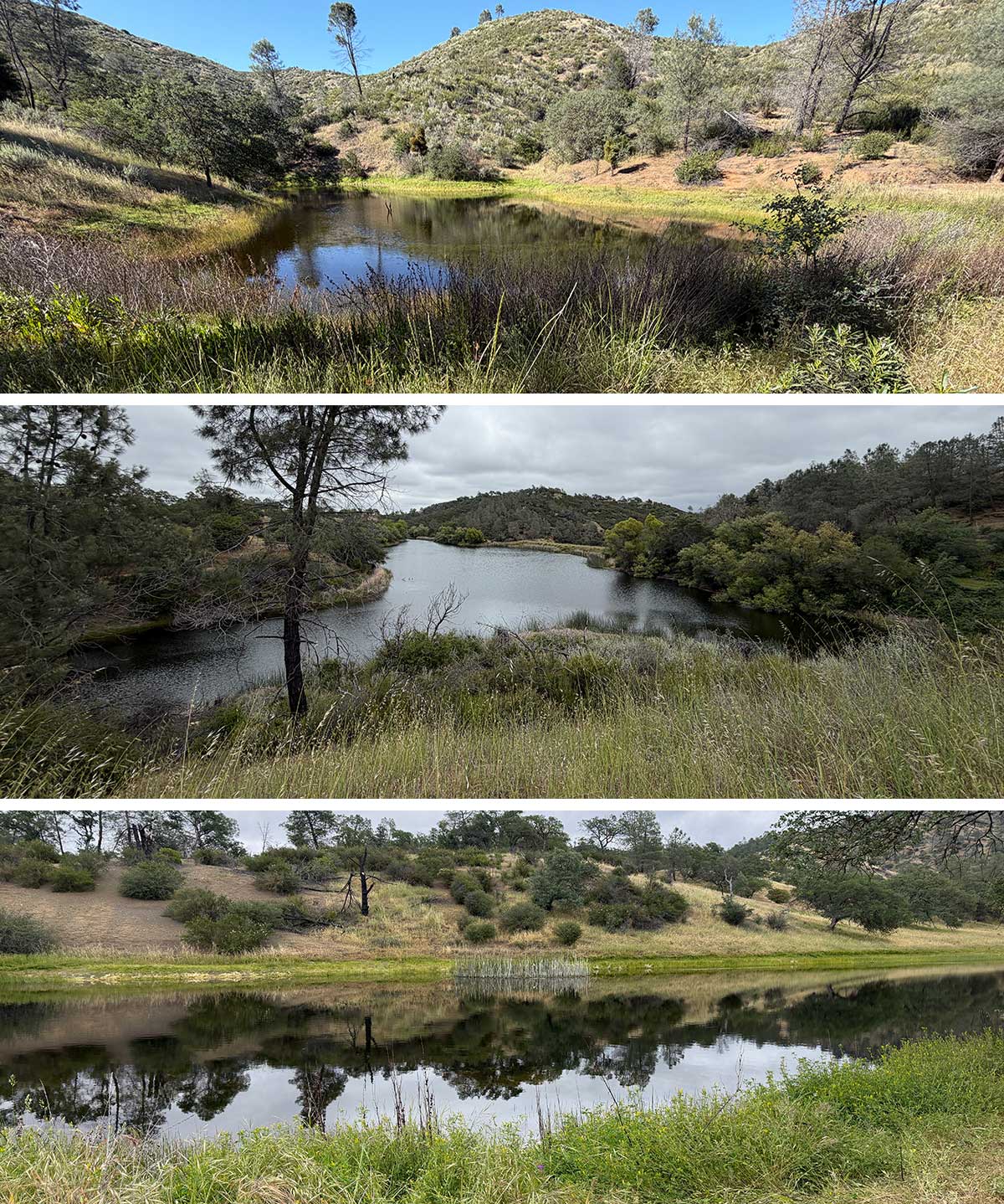 Turkey Pond, Mississippi Lake, and KingBird Lake in Henry Coe State Park