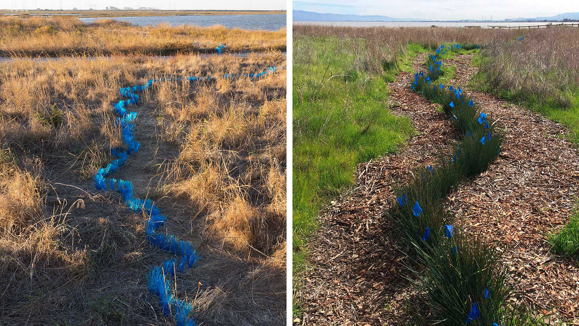 Original Temporary Land Art Installation (left) and Living Shoreline Installation (right)