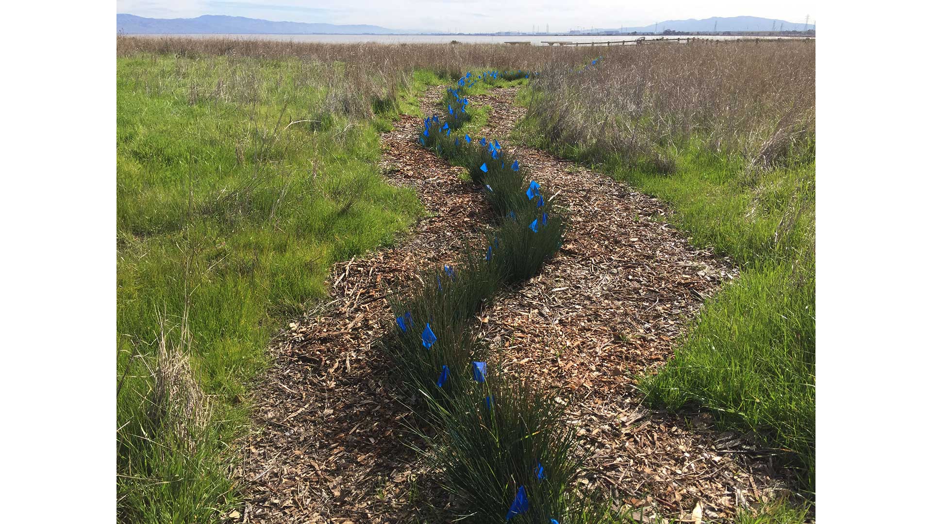 The Living Shoreline at Cooley Landing