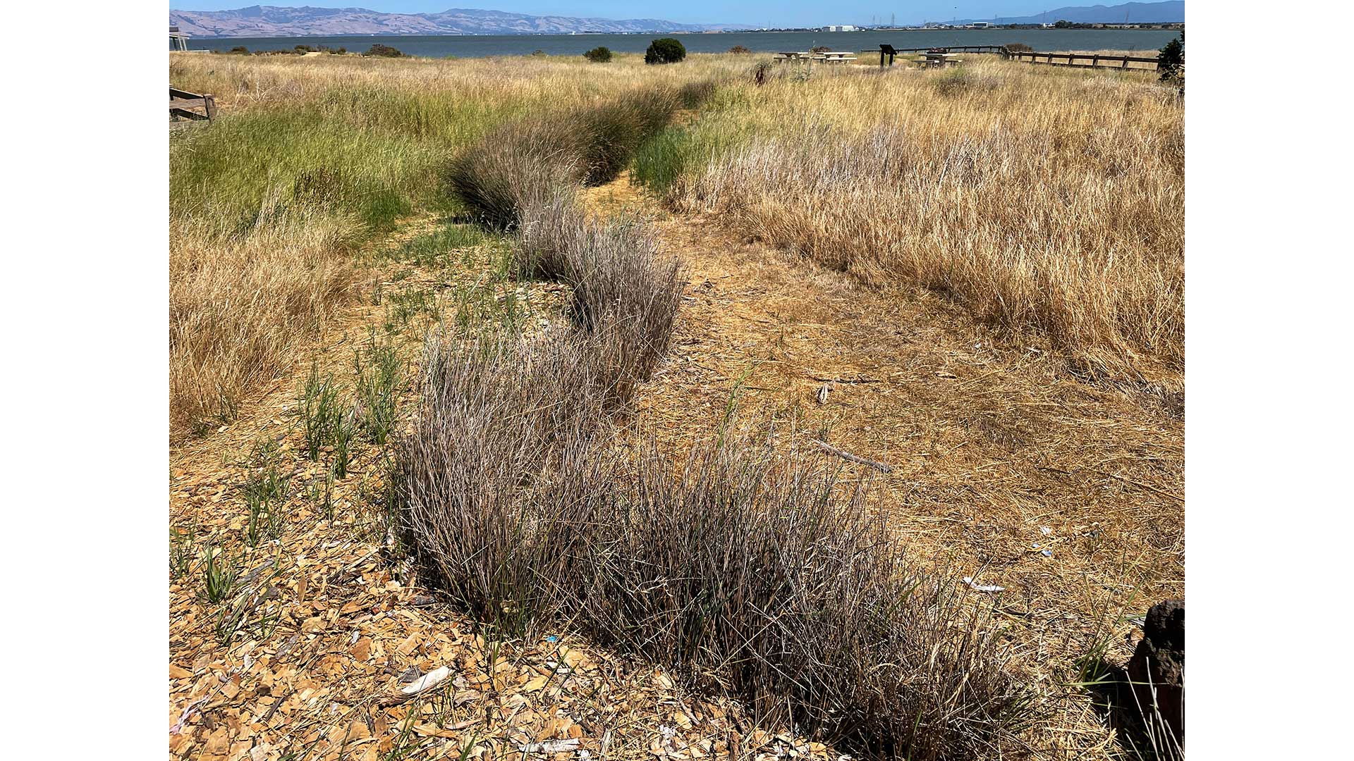 Juncus at Cooley Landing looking dry from three years of drought.