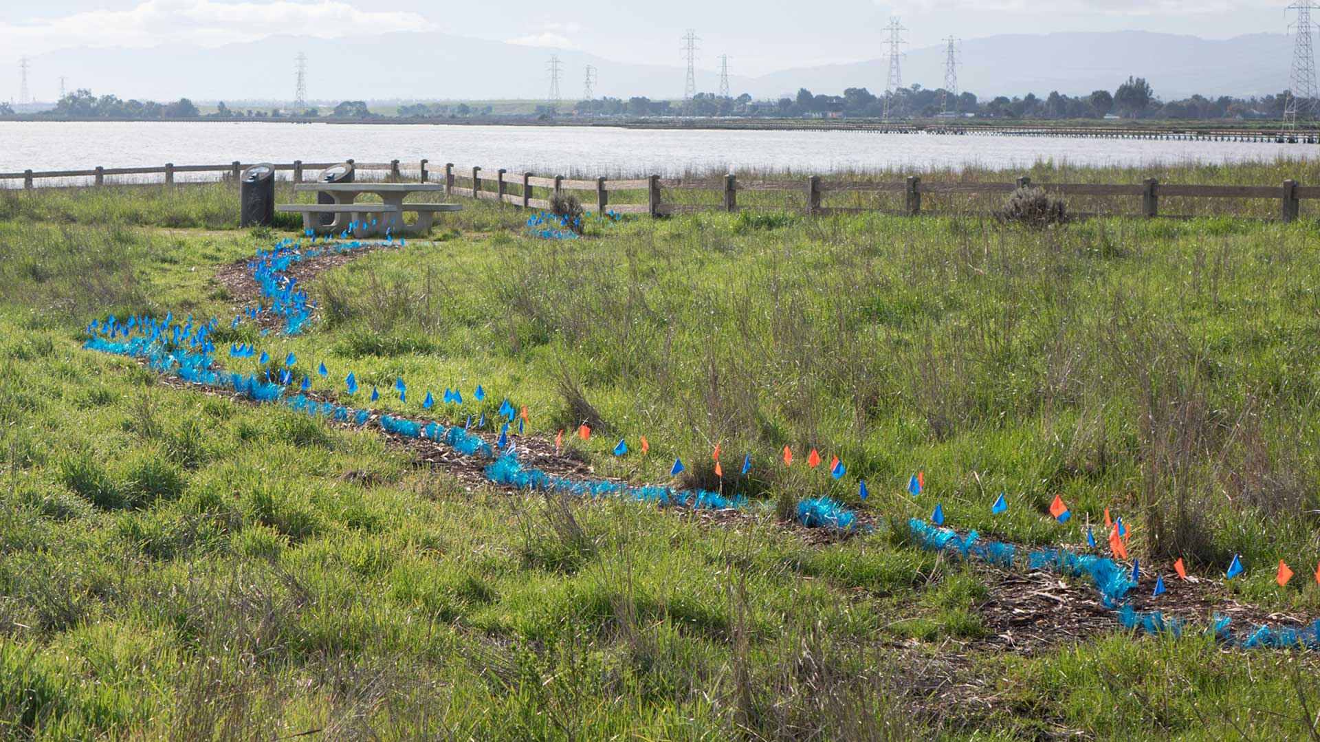 Color coded landscape flags show where Juncus have been planted