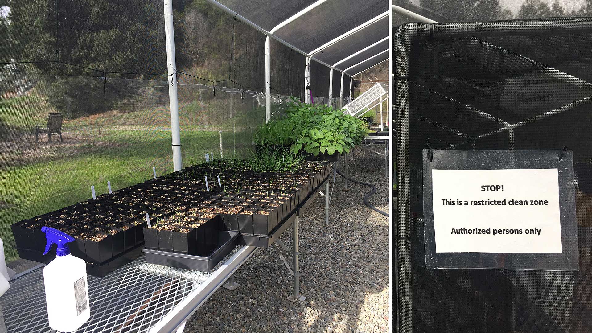 Isolated greenhouse for growing Juncus to prevent spread of phytopthora