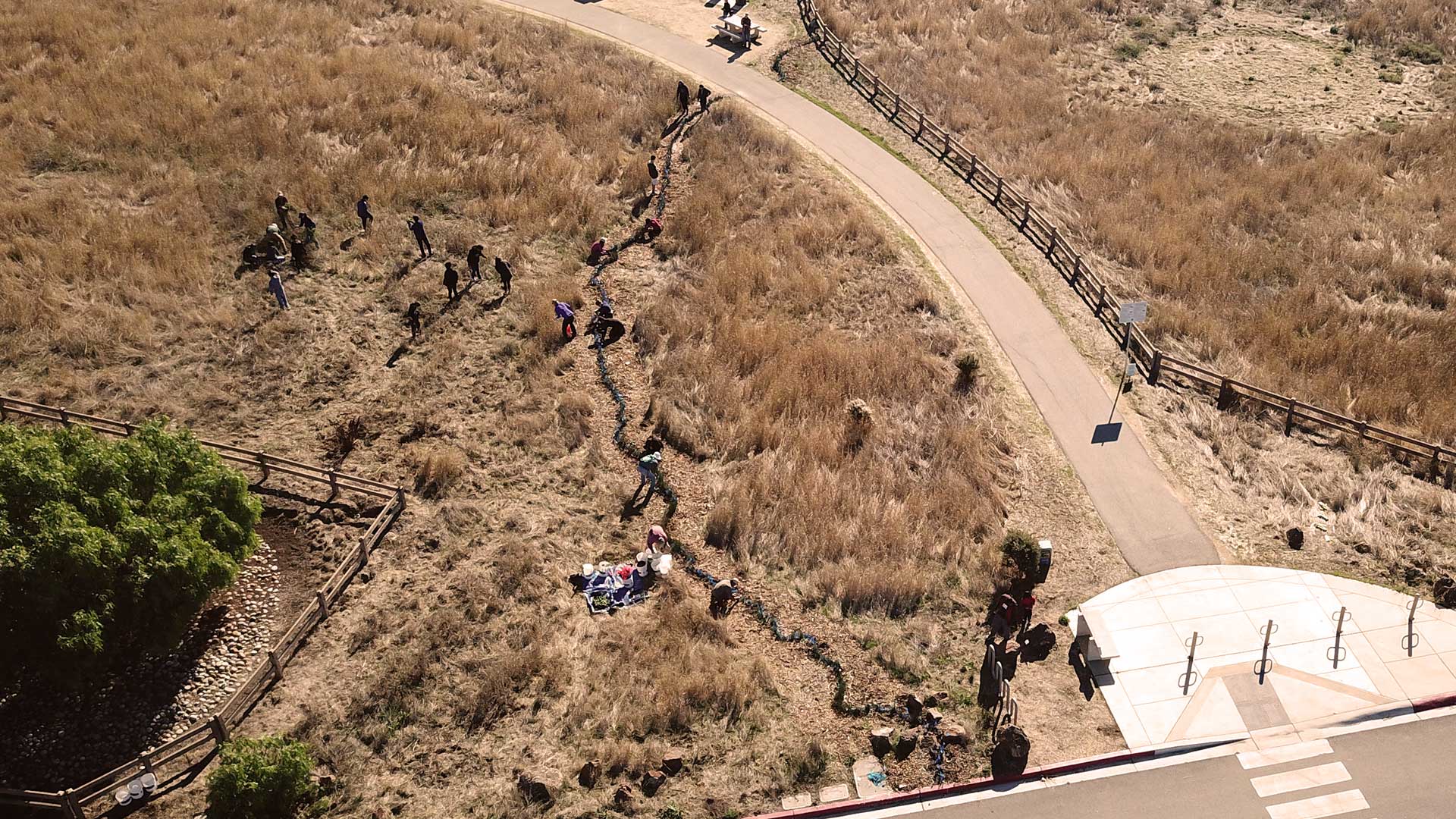 Drone image of a community maintenance work-day on the Living Shoreline